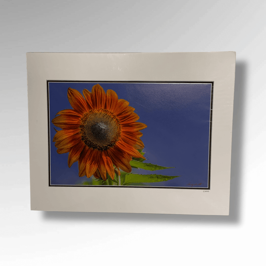Red Sunflower Mattted Photograph - Andy Smith