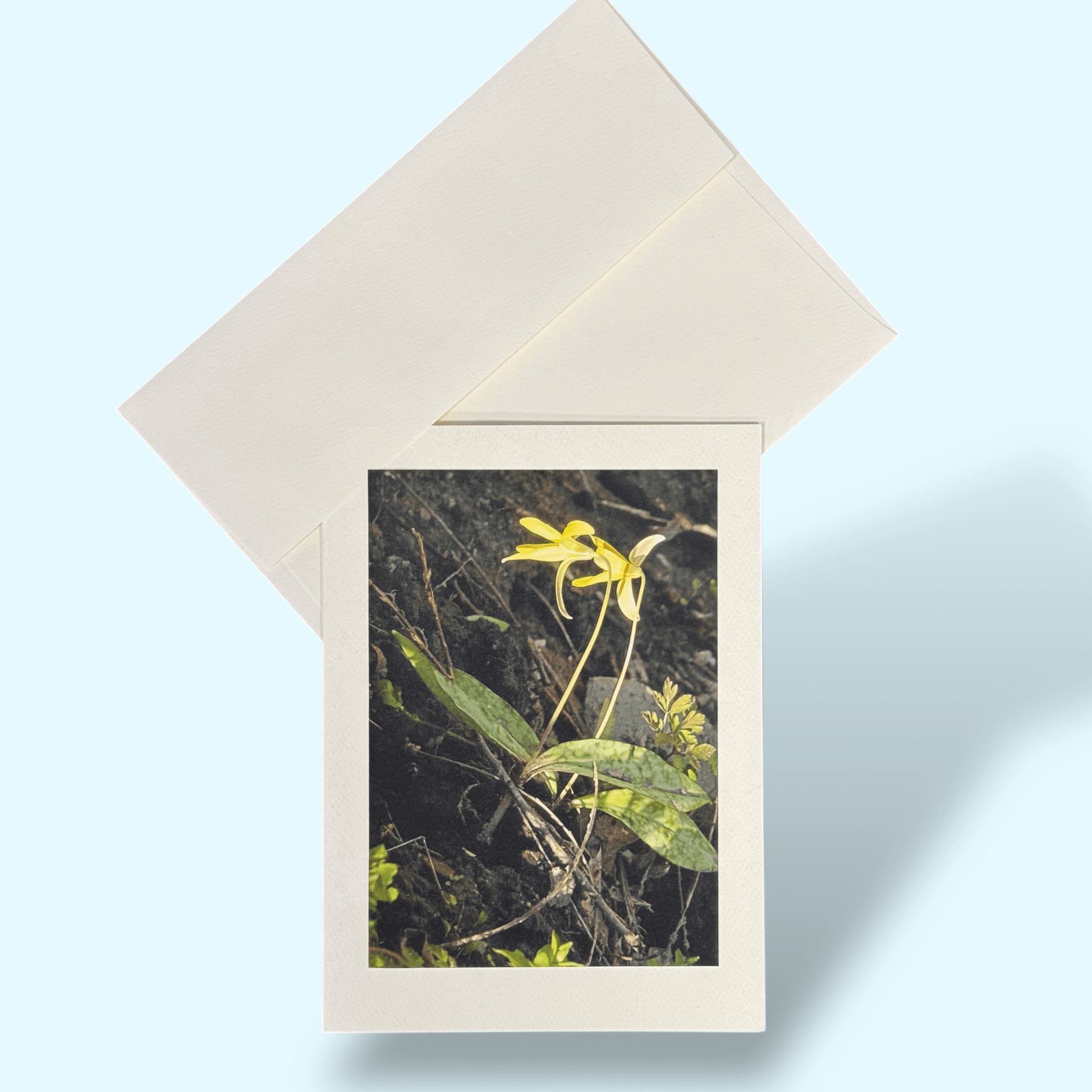 Kathy_Riss_trout_lily_greeting_card