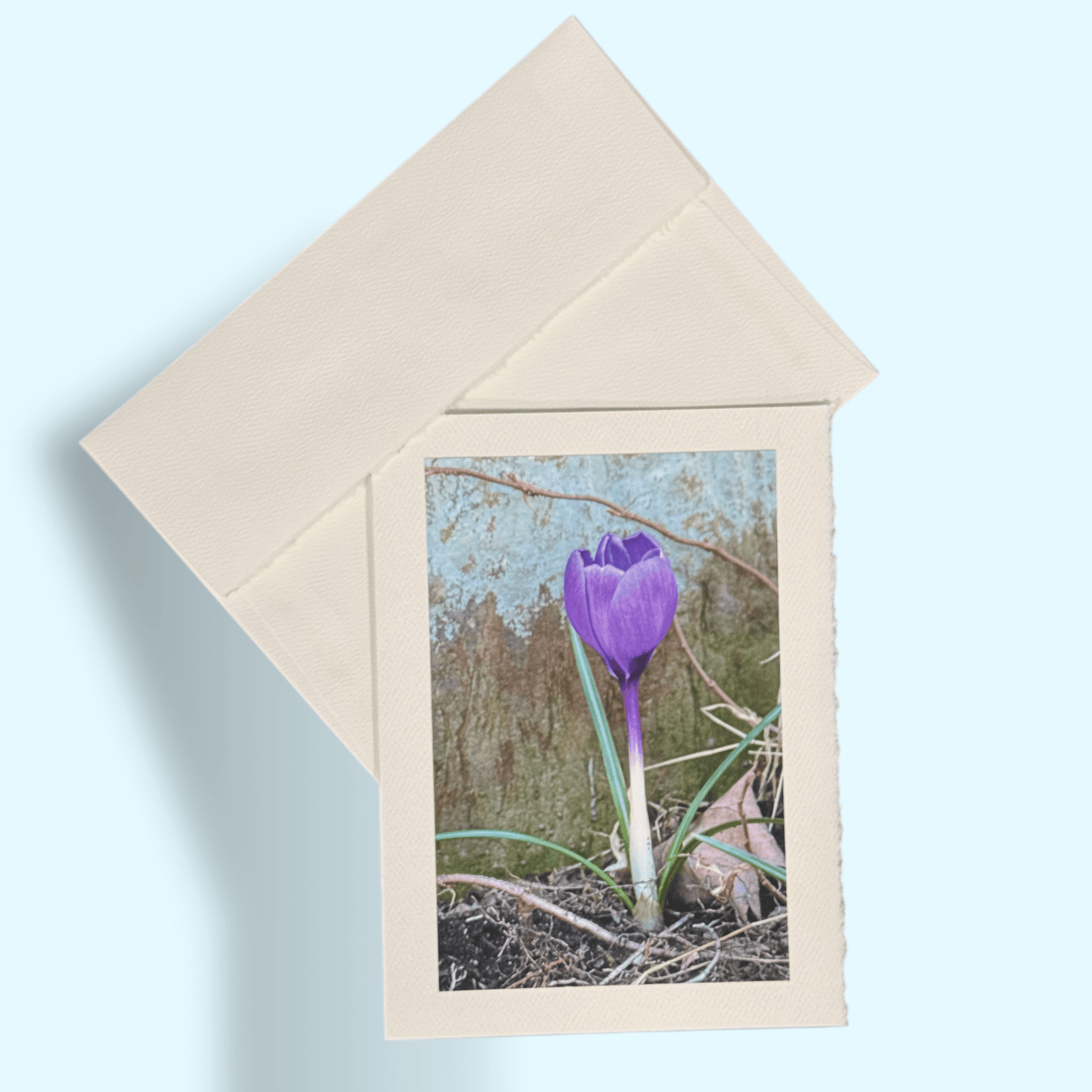 Purple Crocus by Stone Greeting Card - Kathy Riss
