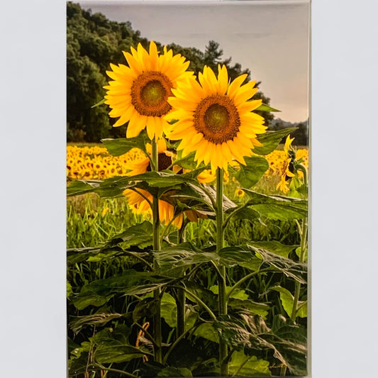 Sunflower photograph by Andy Smith