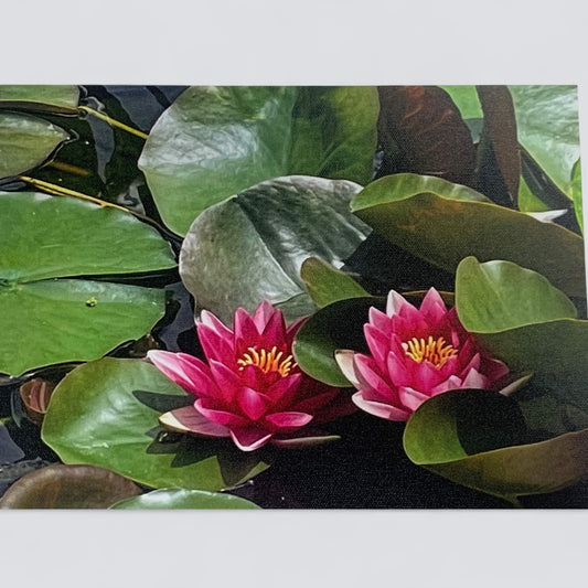 Two_Toned_WaterLilies-Diane_Pratt