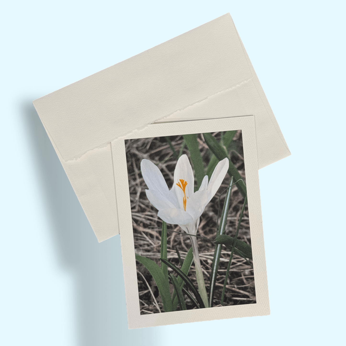 Crocus Blossom Greeting Card - Kathy Riss