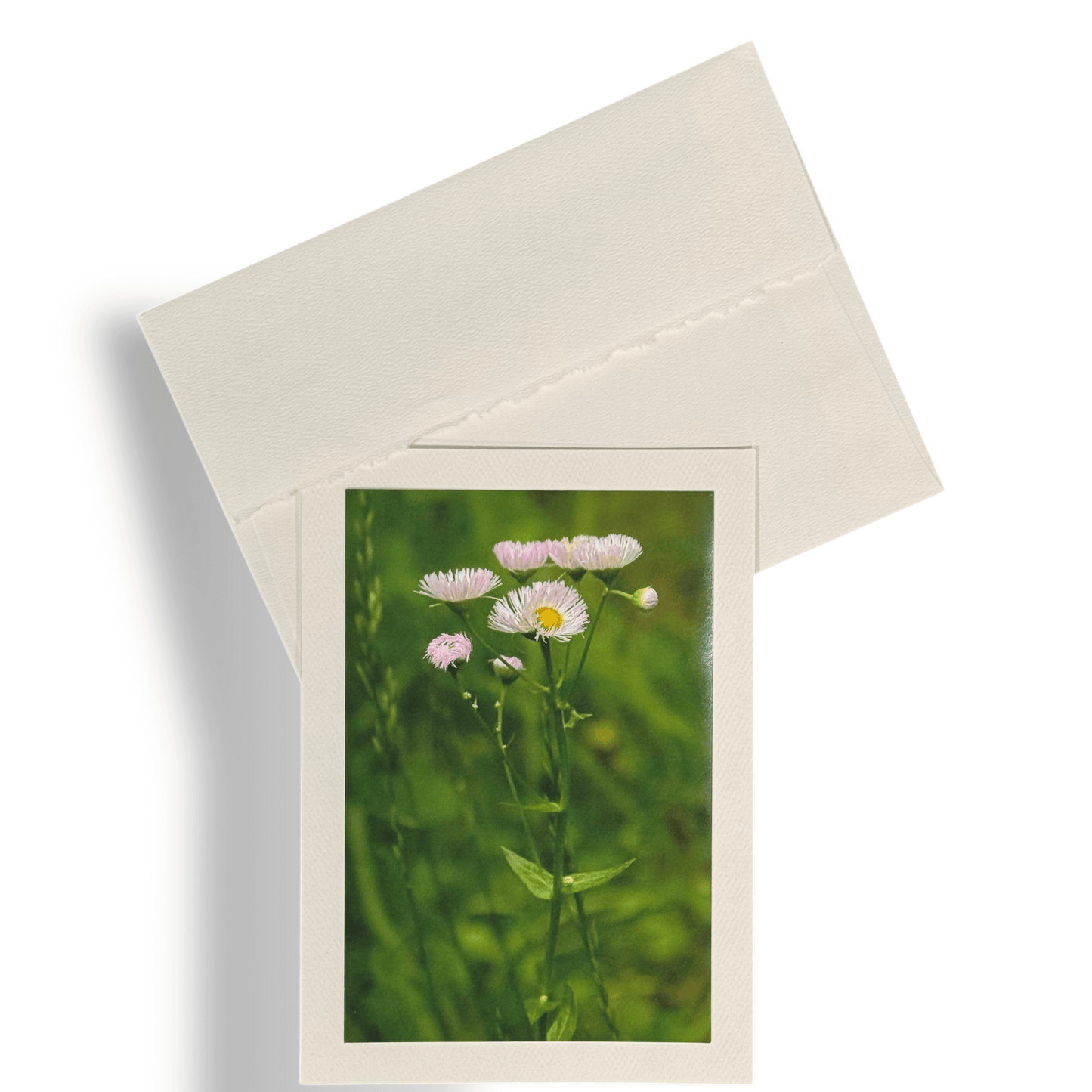 Daisy Flowers Greeting Card - Kathy Riss