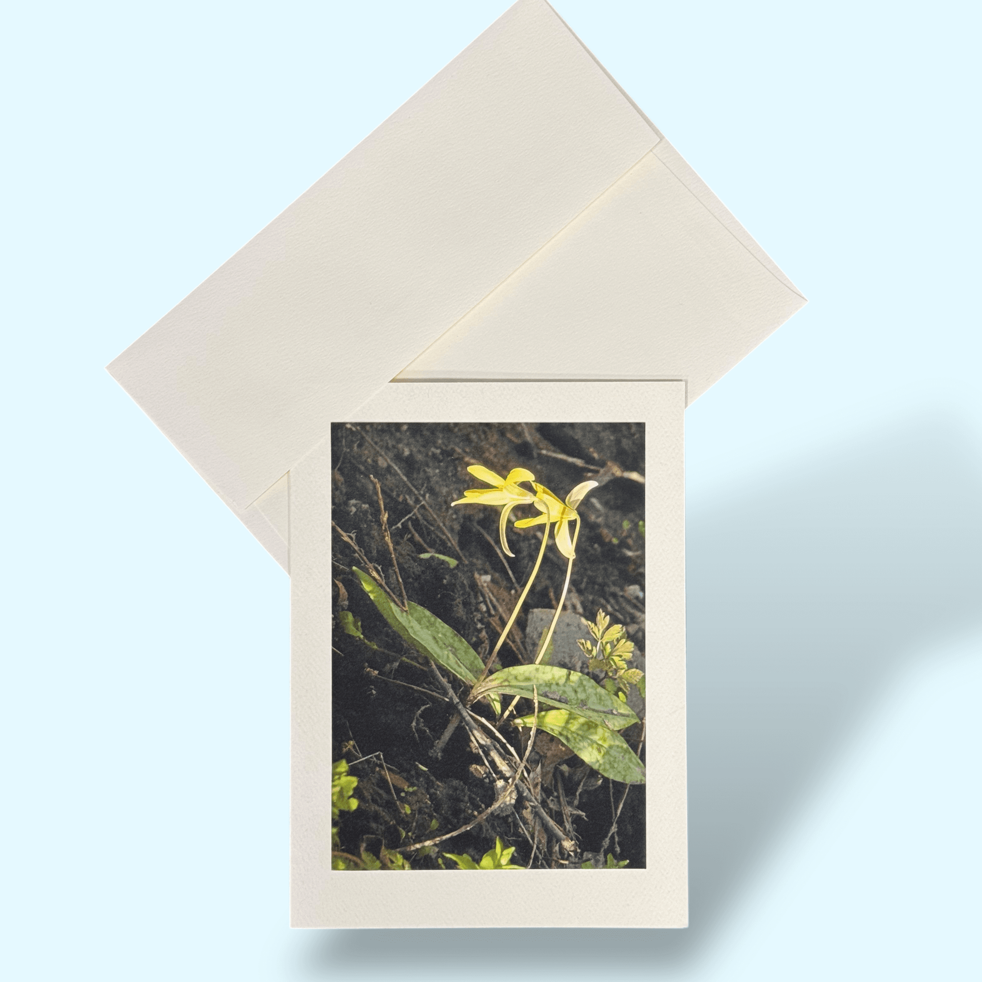 Kathy_Riss_trout_lily_greeting_card