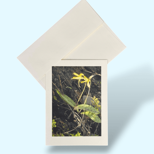 Kathy_Riss_trout_lily_greeting_card