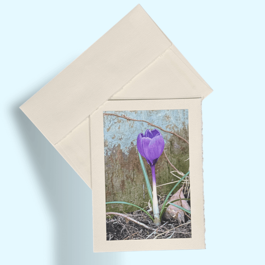 Purple Crocus by Stone Greeting Card - Kathy Riss
