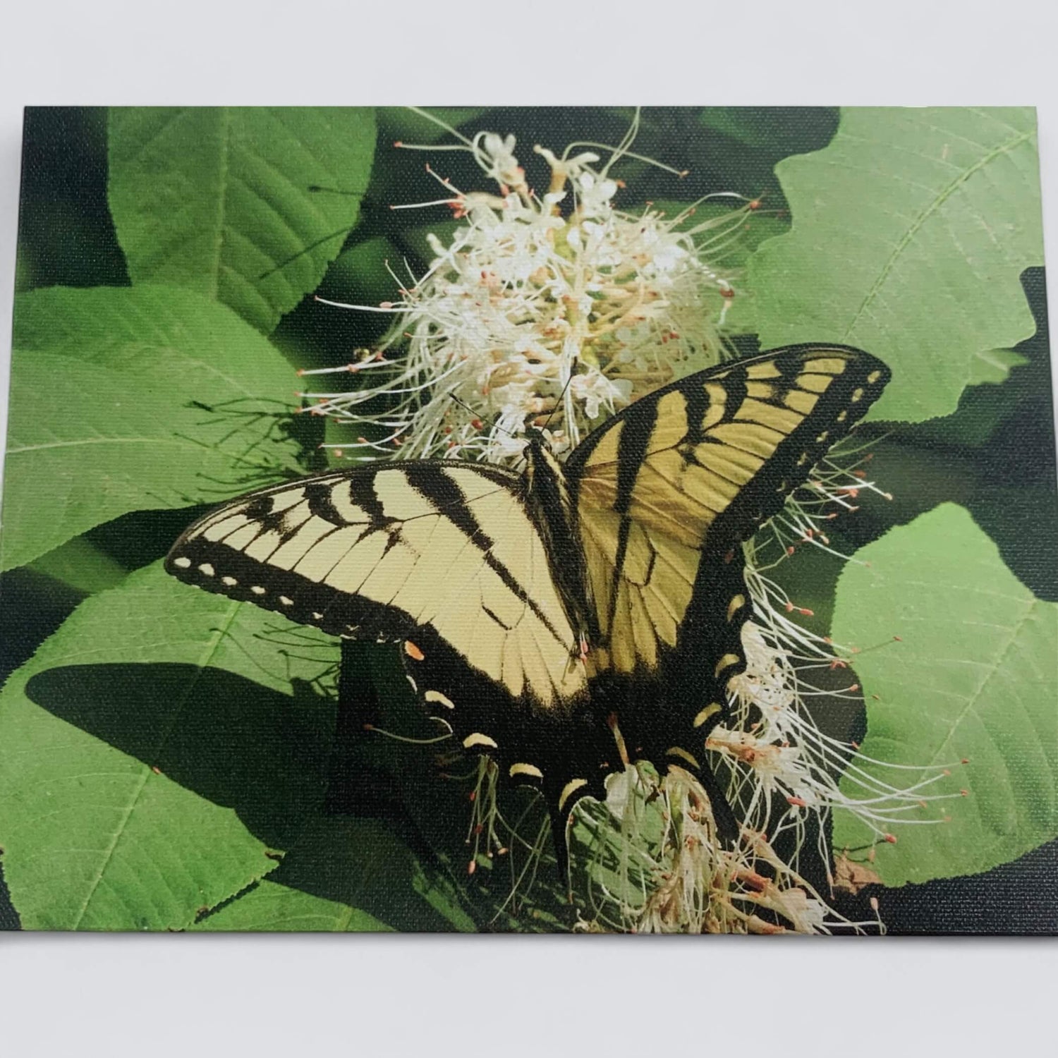 Swallowtail_on_Bottle_Brush-Diane_Pratt
