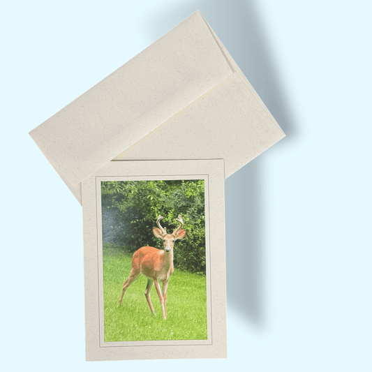 Young Buck Greeting Card - Kathy Riss